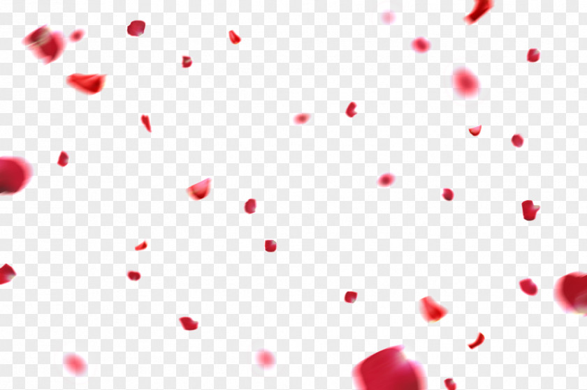 Rose Petal Image Illustration Flower PNG