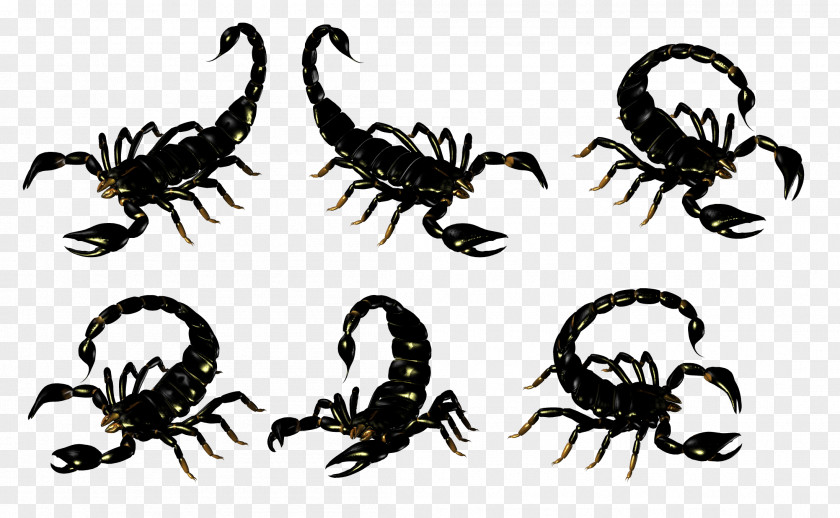 Scorpion Clip Art Insect Terrestrial Animal PNG