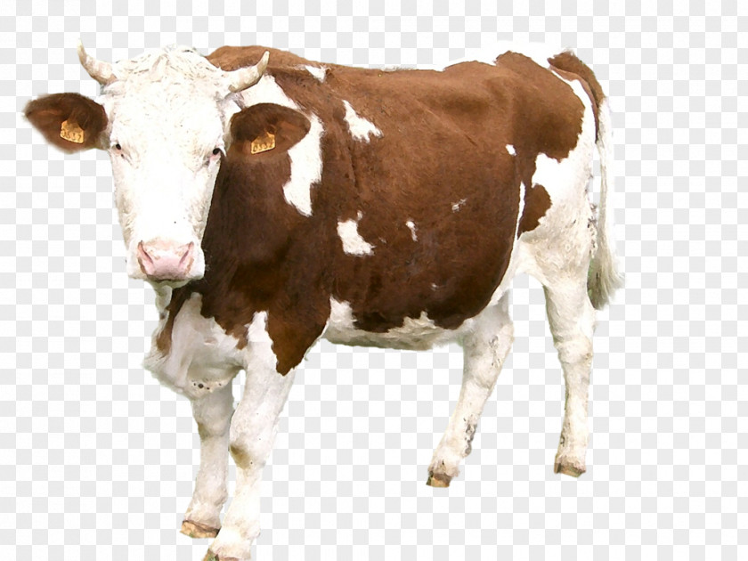 Cow Abondance Cattle La Vache Dairy Taurine PNG