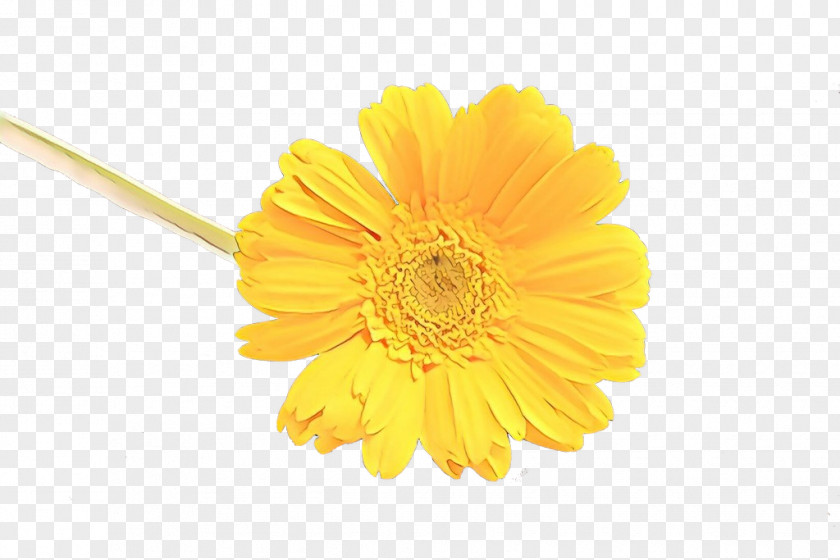Dandelion Daisy Family Yellow Gerbera Barberton Flower English Marigold PNG