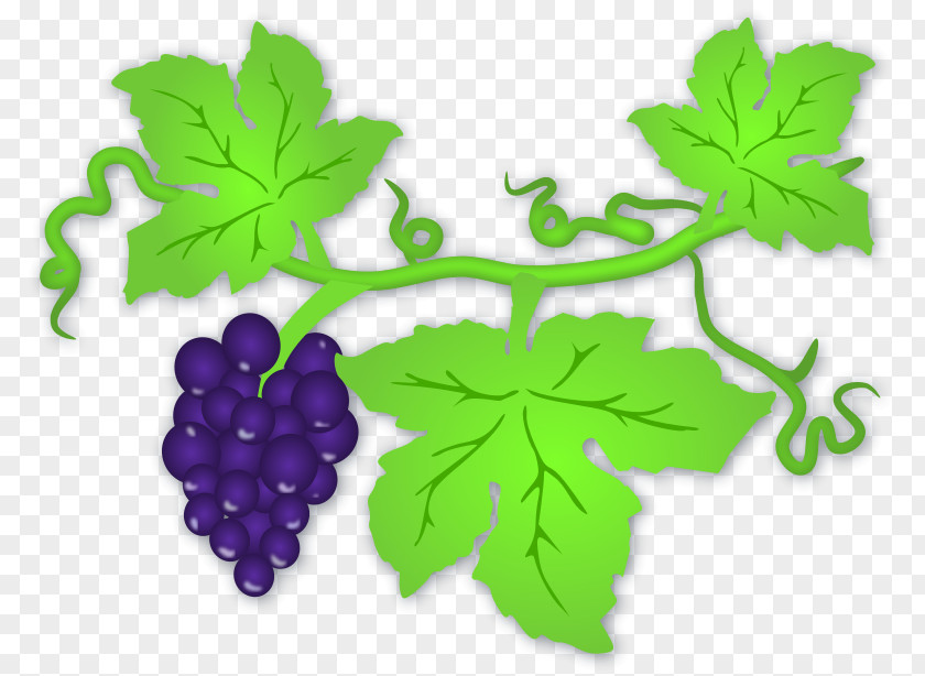 Grapes Images Common Grape Vine Wine Leaves Clip Art PNG