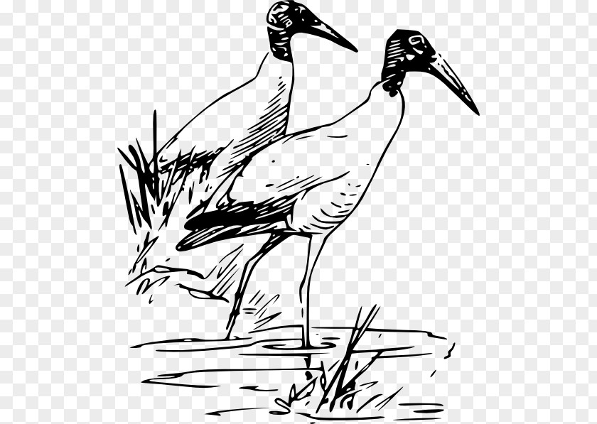 Ibis Cliparts Bird Drawing Wood Stork Clip Art PNG