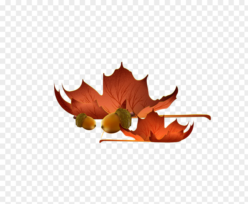 Leaf Clip Art Maple Autumn PNG