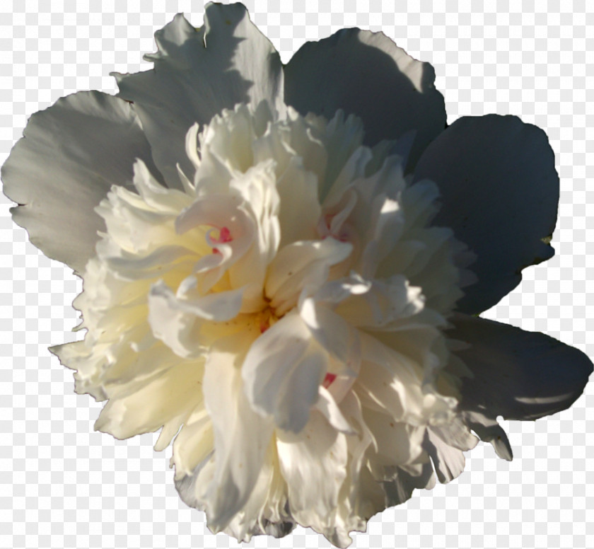 Peony Cut Flowers Carnation White PNG