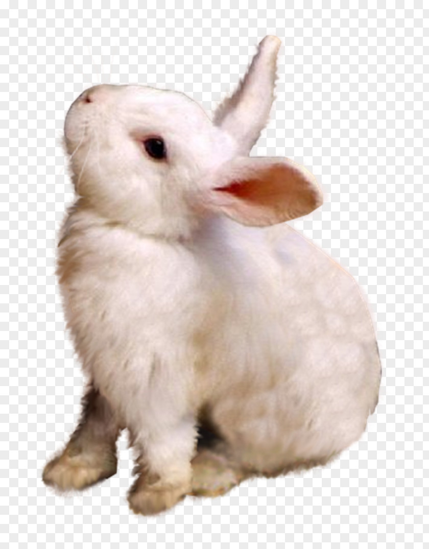Rabbit Domestic Hare Fur Whiskers Snout PNG