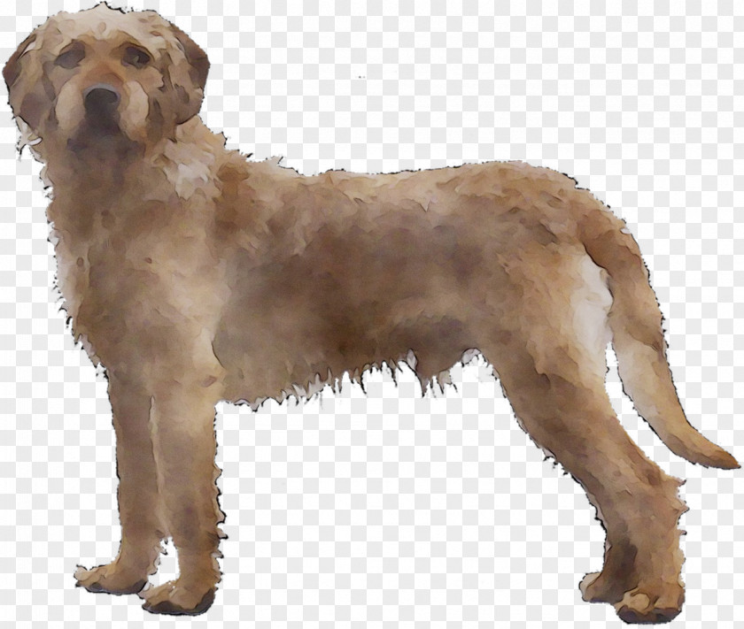 Styrian Coarse-haired Hound Barak Goldendoodle Otterhound Basset Fauve De Bretagne PNG