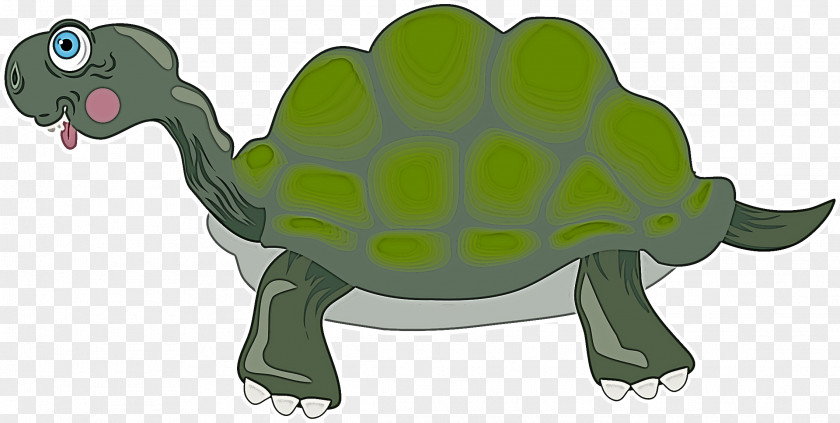 Tortoise Turtles Sea M Snout PNG