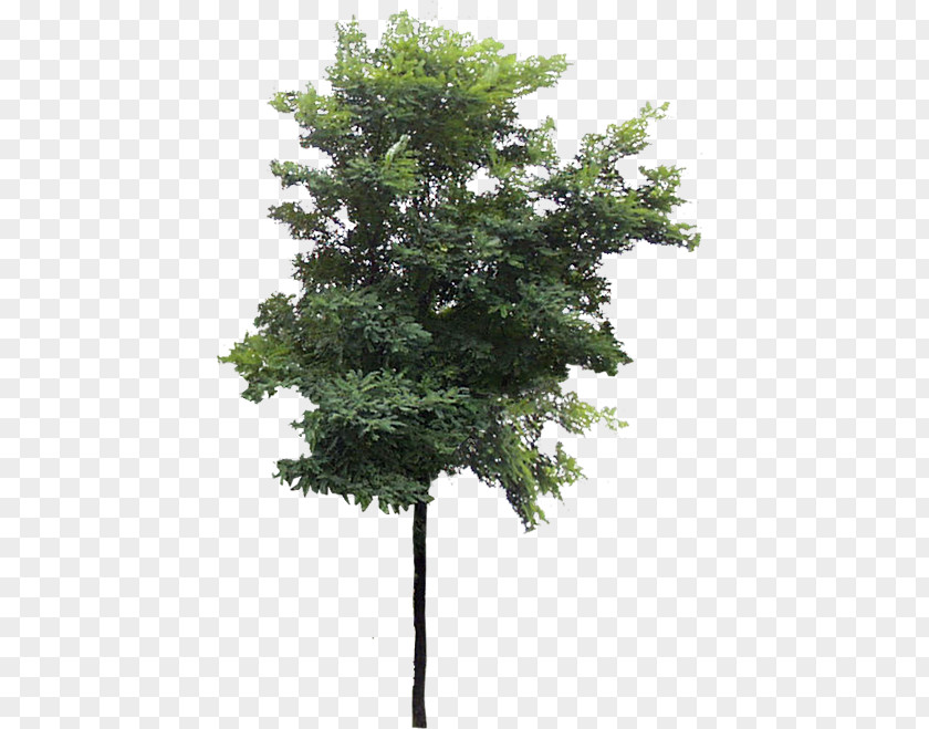 Tree Cercis Siliquastrum PNG