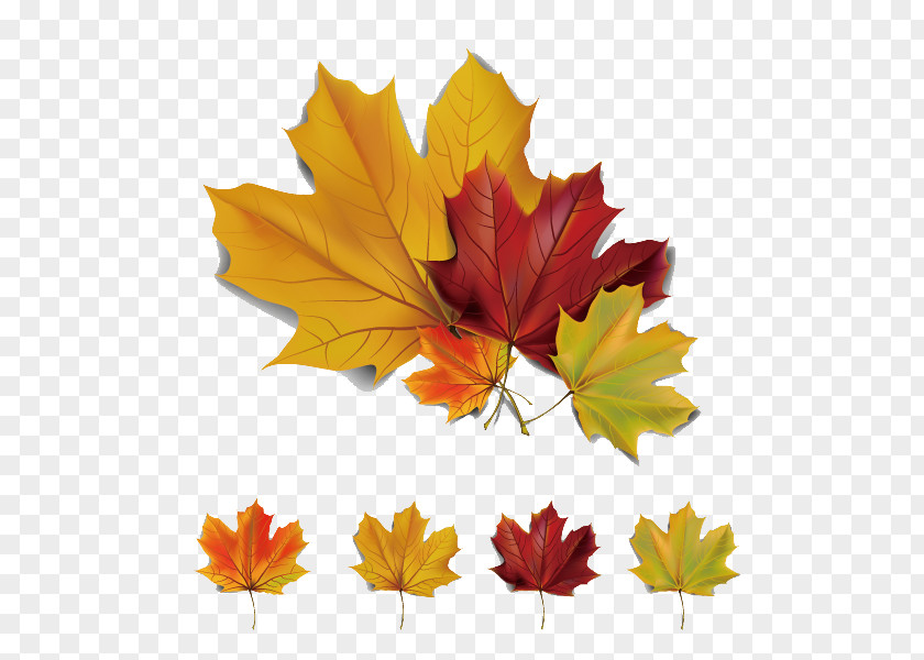 5 Beautiful Autumn Maple Leaves Vector Material Leaf Euclidean PNG