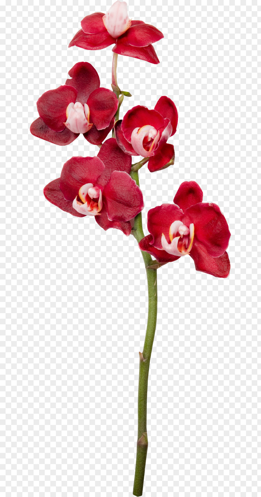 Flower Moth Orchids Cut Flowers Clip Art PNG