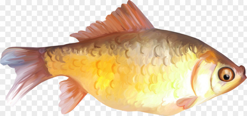 Hand-painted Fish Goldfish Clip Art PNG