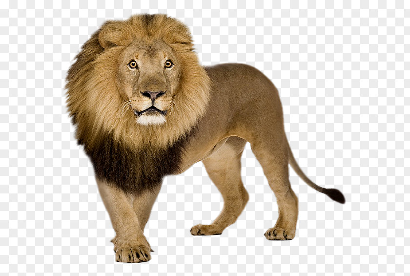 Lion Icon PNG
