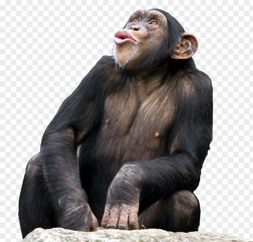 Monkey Bonobo Common Chimpanzee The Third Desktop Wallpaper PNG