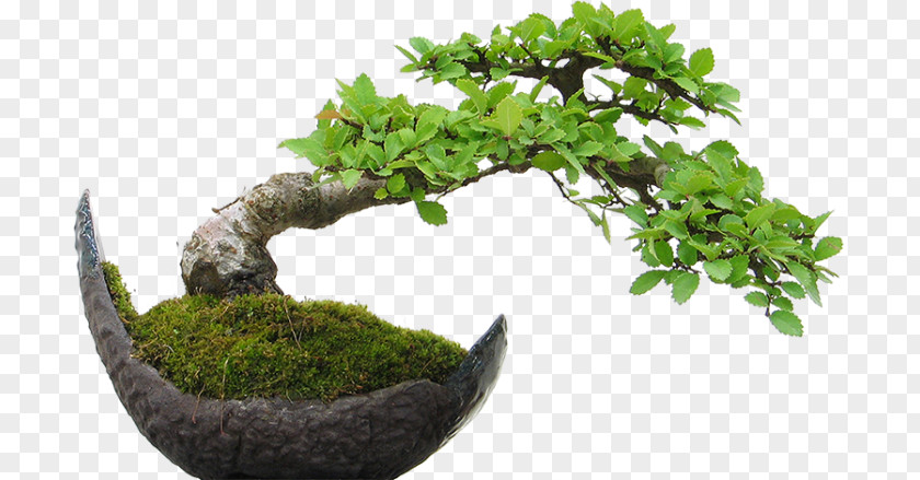 Plant El Arte Del Bonsai Dracaena Houseplant PNG