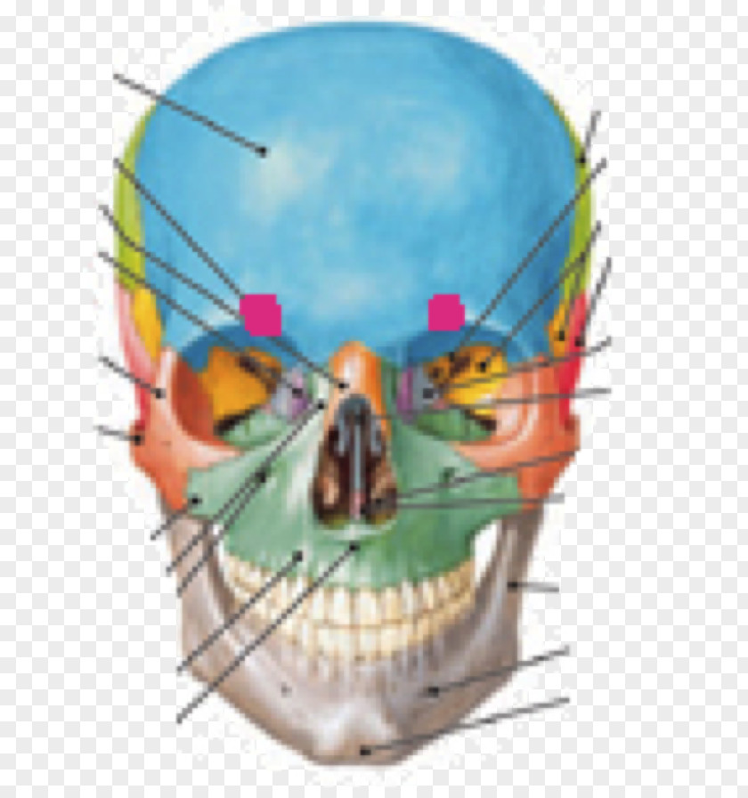 Skull Human Anatomy & Physiology Sphenoid Bone PNG