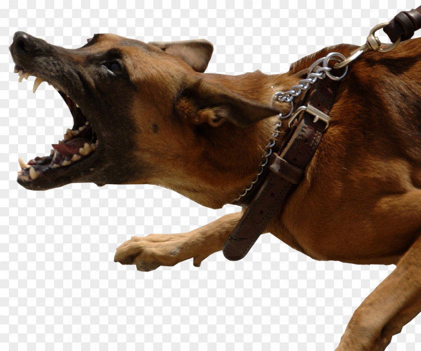 The Eaves German Shepherd Dog Bite Biting Bark Leash PNG