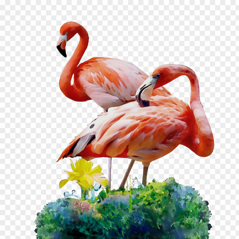Wildlife Water Bird Flamingo Watercolor PNG