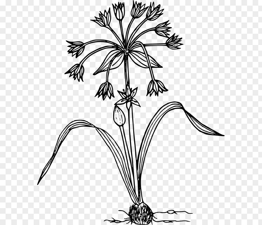 Allium Hollandicum Drawing Clip Art PNG