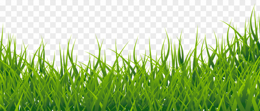 Cliparts Grass Border Easy English Vocabulary Clip Art PNG