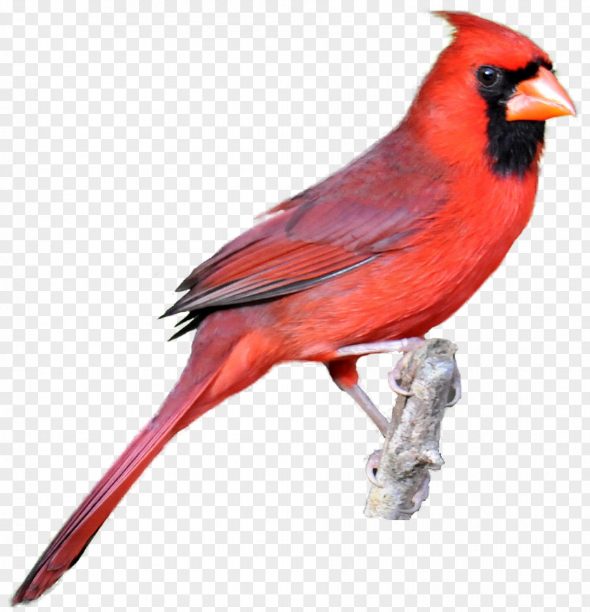 Free Cardinal Clipart Northern Bird Drawing Clip Art PNG