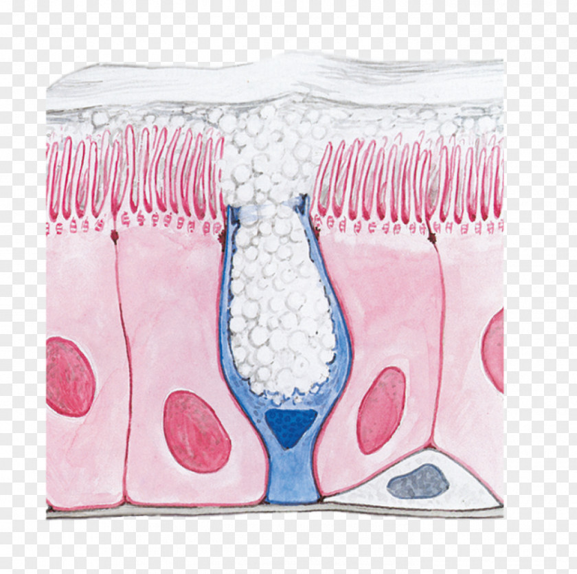 Nose Respiratory Epithelium Tract Goblet Cell Trachea System PNG