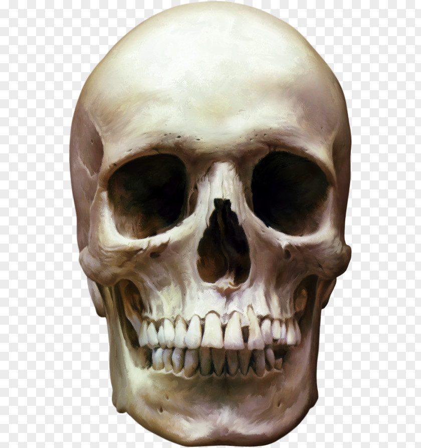 Skeleton Head Human Skull Clip Art PNG