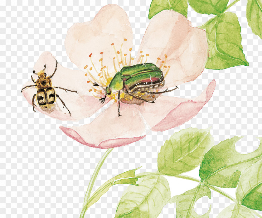 Bijou Beetle Pollinator Pest Flower Membrane PNG