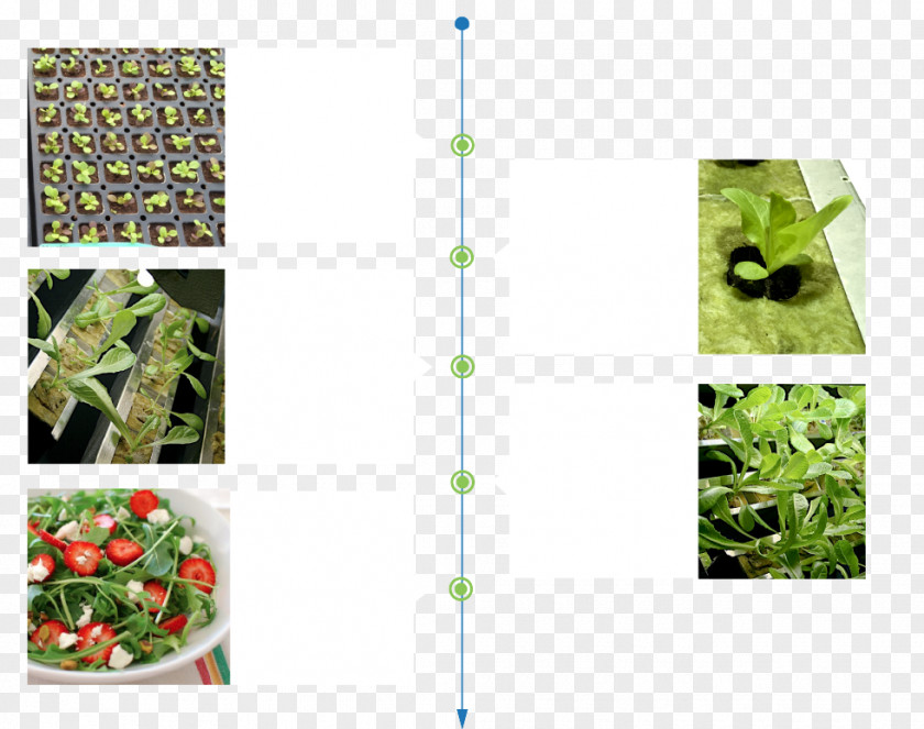 Bok Choy Fertilisers Organic Food System Crop Light PNG