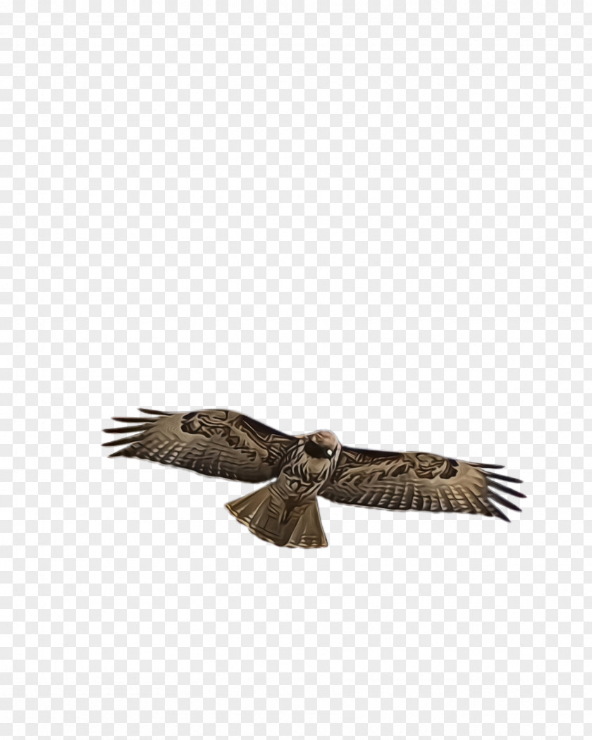 Falconiformes Kite Flying Bird Background PNG