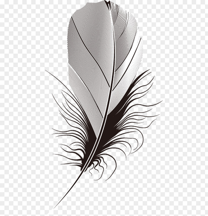 Feather Feather. PNG