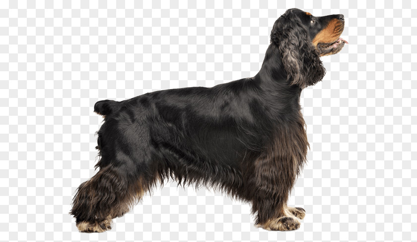 Field Spaniel American Cocker English Water Springer PNG