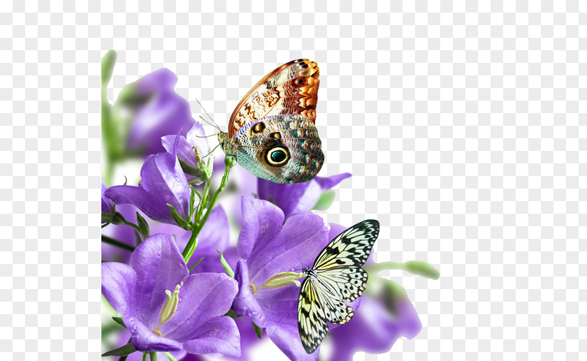 Flowers And Butterflies Under PNG and butterflies under clipart PNG