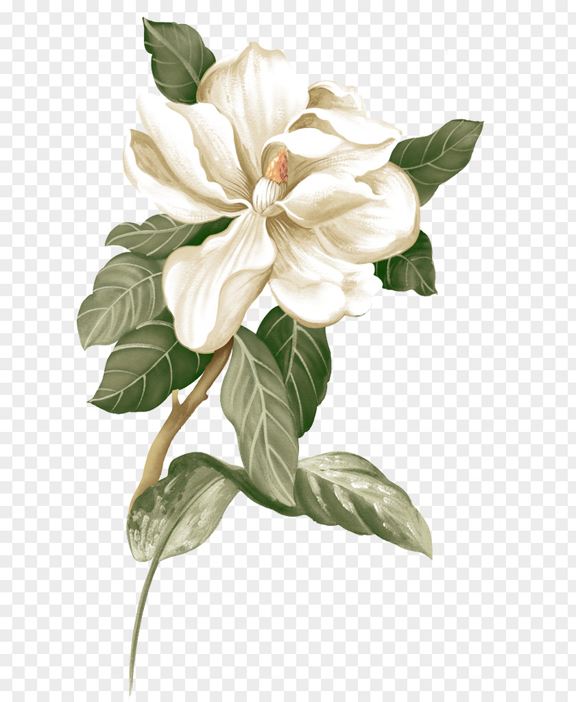 Gardenia,Small Fresh,Creative Women Flower Jasmine Botanical Illustration PNG