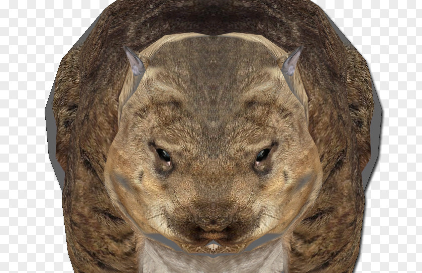 Wombat Rodent Fur Terrestrial Animal Snout PNG