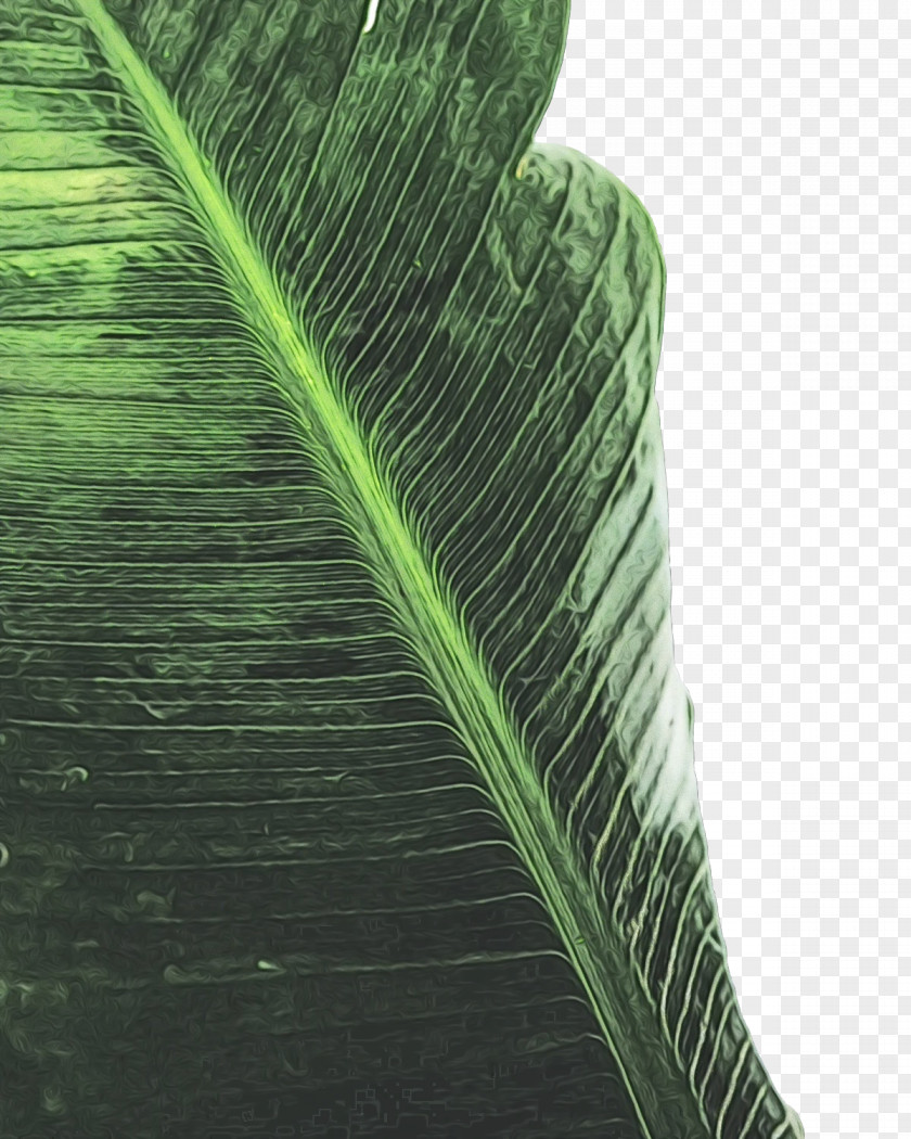 Banana Leaf PNG