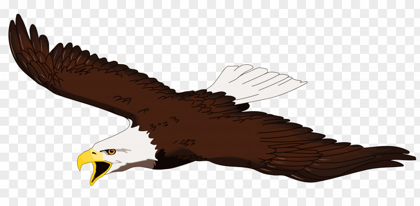 Eagle Flying Cliparts Bald White-tailed Free Content Clip Art PNG