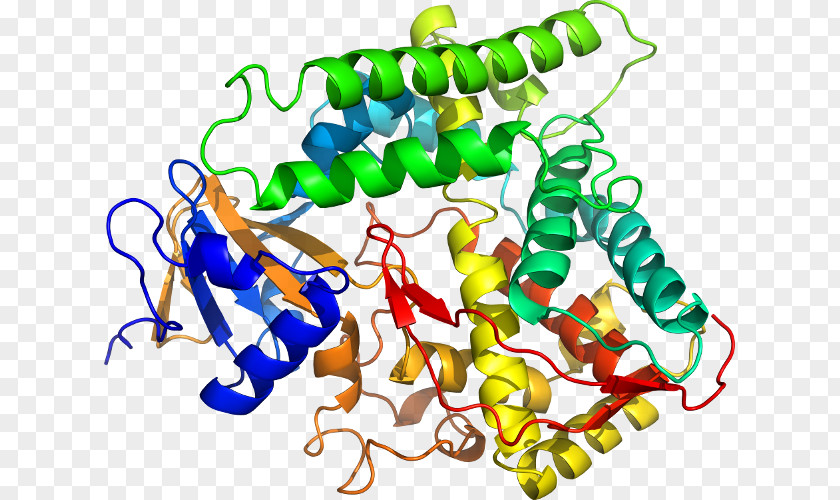 Homo Sapiens BACH1 Gene Protein Transcription Factor PNG