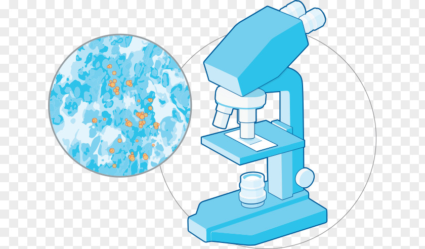 In Situ Hybridization Assay RNA Probe Nucleic Acid PNG