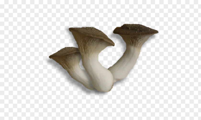 Mushroom Pleurotus Eryngii Oyster Fungus Turkey Tail PNG