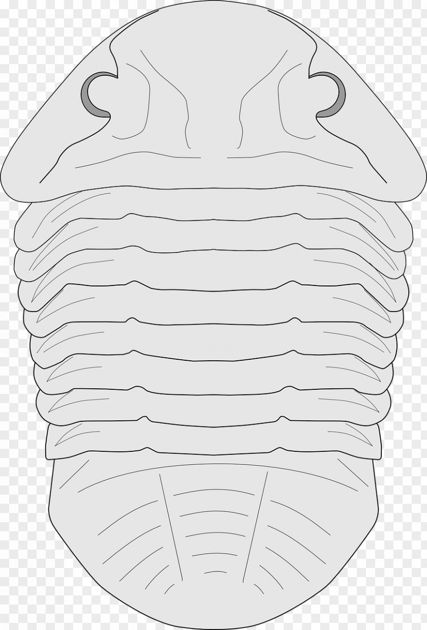 Trilobite Stamp /m/02csf Line Art Drawing Clip Pattern PNG