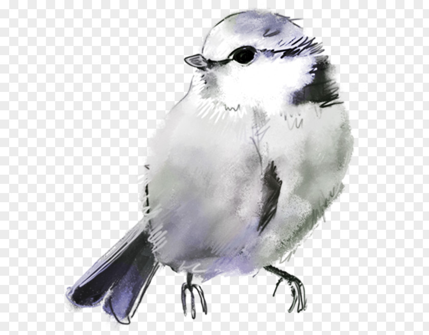 Bird Drawing American Sparrows PNG