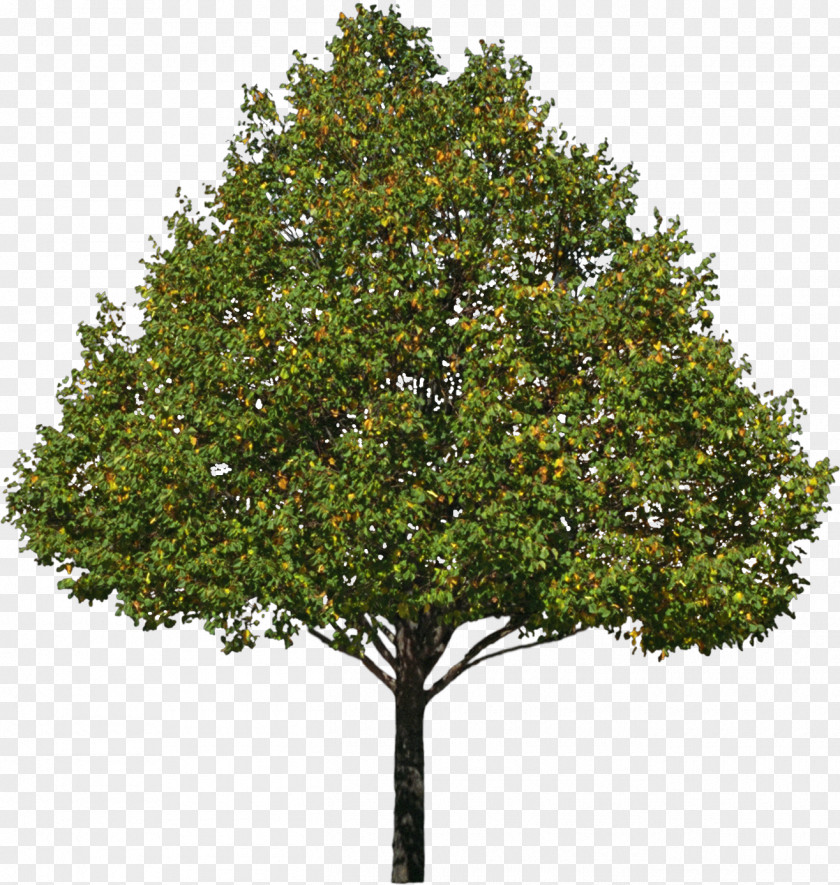 Bushes Tree Pine Stock Photography Oak PNG