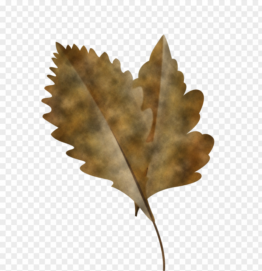 Leaf Root Red Maple Tree Autumn Color PNG