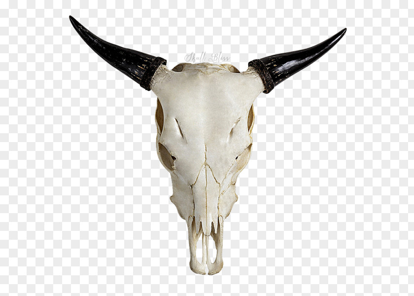 Skull Highland Cattle Horn Bull Goat PNG