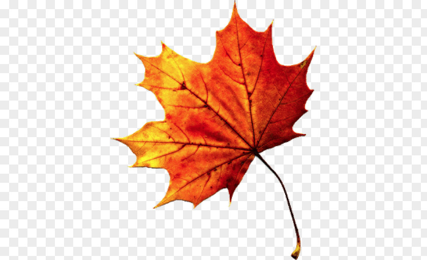 Fall Autumn Leaves Transparent Leaf Color PNG