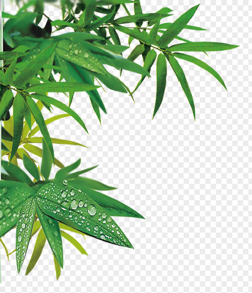 Green Bamboo Leaves Gratis Portable Media Player Computer File PNG