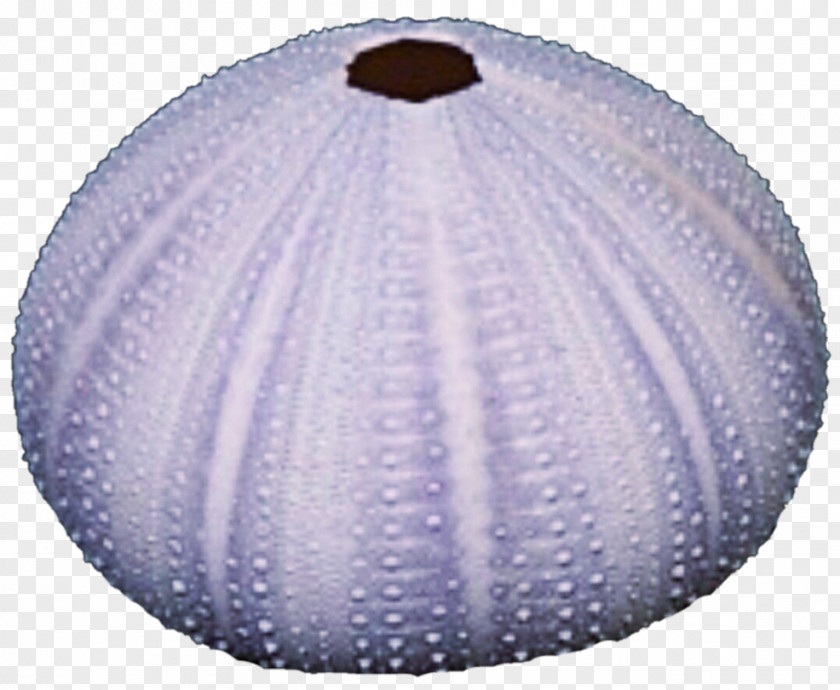 Sea Urchin Sphere PNG