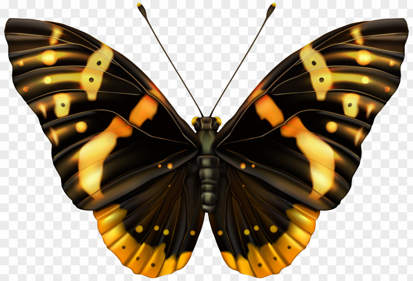 Black And Orange Butterfly Clipart Image Clip Art PNG