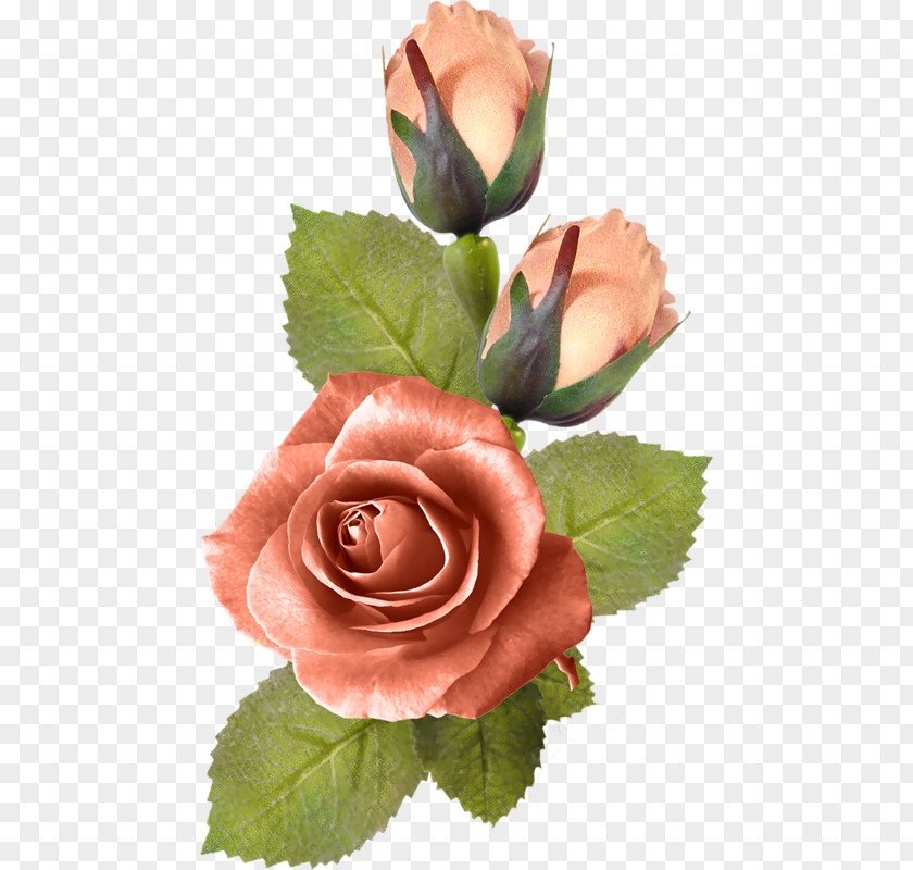 Flower Painting Rose Drawing PNG