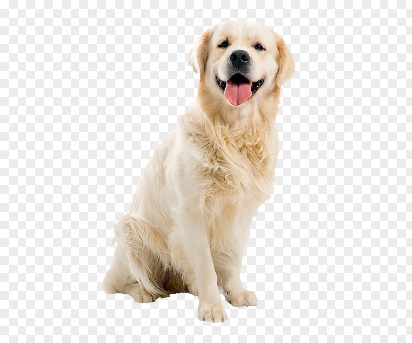 Golden Retriever Puppy Dog Breed Labrador Beagle PNG